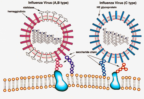 Influenza Overview